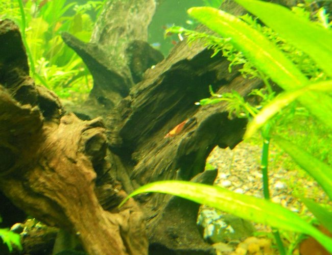corals inverts - neocaridina denticulata sinensis - red cherry shrimp stocking in 75 gallons tank - Red Shrimp corals inverts - neocaridina denticulata sinensis - red cherry shrimp stocking in 75 gallons tank - Red Shrimp