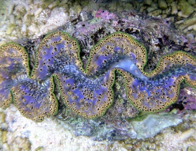 corals inverts - tridacna maxima - maxima clam stocking in 1500 gallons tank - Tridacna Maxima from Tahiti 7" corals inverts - tridacna maxima - maxima clam stocking in 1500 gallons tank - Tridacna Maxima from Tahiti 7"