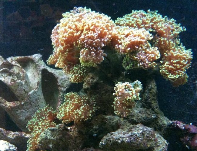 corals inverts - euphyllia paradivisa - frogspawn coral stocking in 125 gallons tank - Frogspawn this peice got moved around too much and now its hurting pretty bad corals inverts - euphyllia paradivisa - frogspawn coral stocking in 125 gallons tank - Frogspawn this peice got moved around too much and now its hurting pretty bad