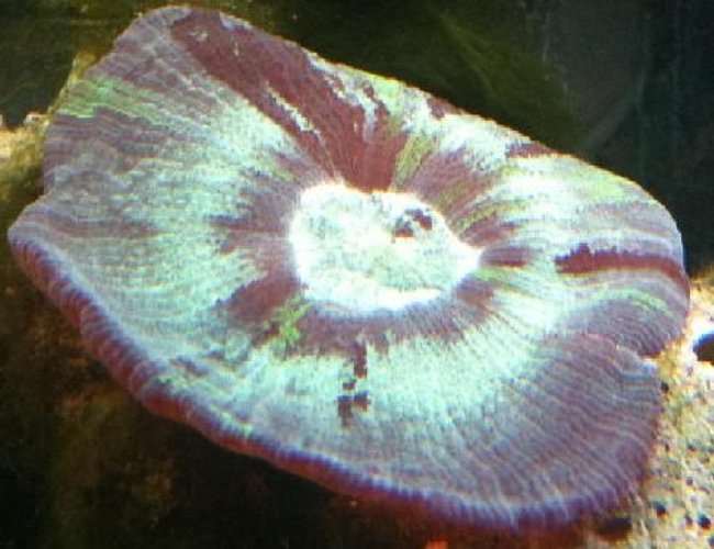corals inverts - trachyphyllia radiata - wellso flat brain coral stocking in 125 gallons tank - I love this guy hes always doing something different today hes square normal hes round corals inverts - trachyphyllia radiata - wellso flat brain coral stocking in 125 gallons tank - I love this guy hes always doing something different today hes square normal hes round