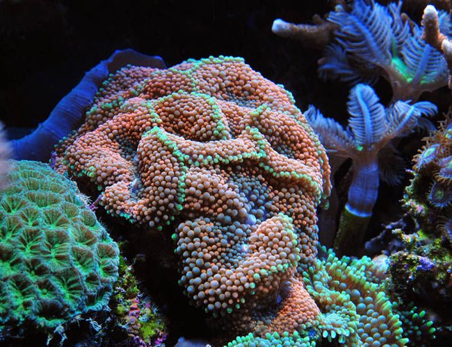 corals inverts - ricordea florida - ricordea mushroom, gold/orange (caribbean) stocking in 125 gallons tank - Ricordia corals inverts - ricordea florida - ricordea mushroom, gold/orange (caribbean) stocking in 125 gallons tank - Ricordia