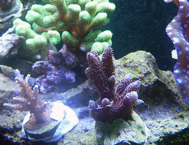 corals inverts - tridacna derasa - derasa clam stocking in 72 gallons tank - 1 corals inverts - tridacna derasa - derasa clam stocking in 72 gallons tank - 1