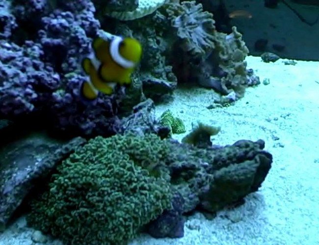 corals inverts - euphyllia paradivisa - frogspawn coral - my clown, frogspawn, trumpet, and lettuse leather. corals inverts - euphyllia paradivisa - frogspawn coral - my clown, frogspawn, trumpet, and lettuse leather.