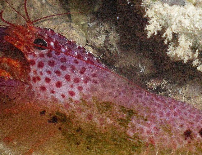 corals inverts - enoplometopus sp. - debelius' reef lobster stocking in 60 gallons tank - Purple Lobster corals inverts - enoplometopus sp. - debelius' reef lobster stocking in 60 gallons tank - Purple Lobster