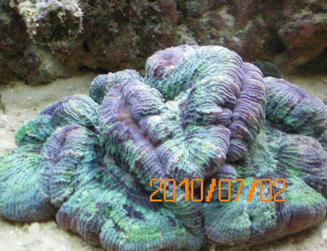 corals inverts - trachyphyllia radiata - wellso flat brain coral stocking in 60 gallons tank - Wesophilia Brain Coral corals inverts - trachyphyllia radiata - wellso flat brain coral stocking in 60 gallons tank - Wesophilia Brain Coral