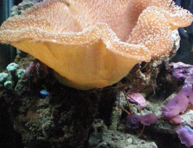corals inverts - sarcophyton sp. - toadstool mushroom leather coral stocking in 60 gallons tank - my toad stool leather corals inverts - sarcophyton sp. - toadstool mushroom leather coral stocking in 60 gallons tank - my toad stool leather