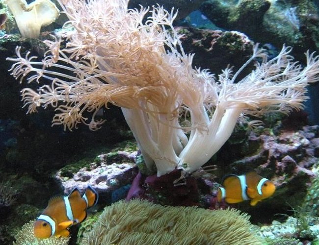 corals inverts - xenia sp. - white pom pom xenia stocking in 28 gallons tank - mated pair of clowns with xenia corals inverts - xenia sp. - white pom pom xenia stocking in 28 gallons tank - mated pair of clowns with xenia