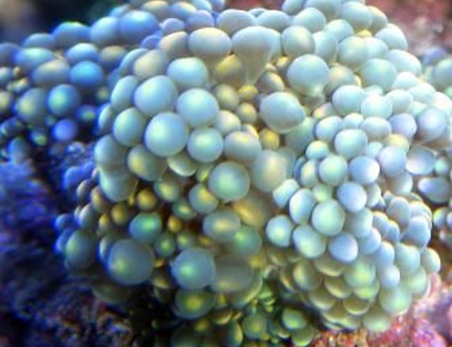 corals inverts - ricordea yuma - flower / ricordea mushroom, green stocking in 46 gallons tank - Ricordea Yuma corals inverts - ricordea yuma - flower / ricordea mushroom, green stocking in 46 gallons tank - Ricordea Yuma