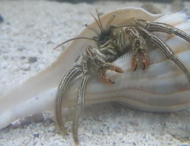 corals inverts - dardanus calidus - hermit crab stocking in 46 gallons tank - Hermit Crab corals inverts - dardanus calidus - hermit crab stocking in 46 gallons tank - Hermit Crab