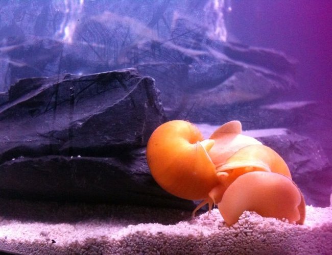 corals inverts - pomacea bridgesii - mystery snail stocking in 26 gallons tank - Two mystery snails mating. corals inverts - pomacea bridgesii - mystery snail stocking in 26 gallons tank - Two mystery snails mating.