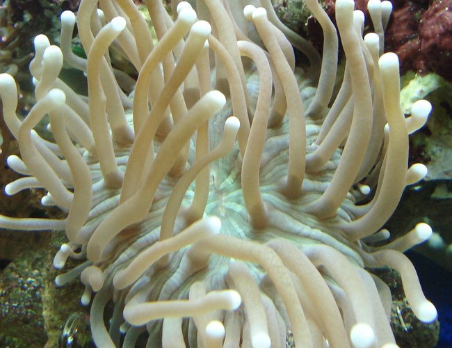 corals inverts - duncanopsammia axifuga - giant green polyp duncan stocking in 44 gallons tank - Heliofungia corals inverts - duncanopsammia axifuga - giant green polyp duncan stocking in 44 gallons tank - Heliofungia