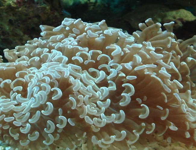 corals inverts - euphyllia ancora - hammer / anchor coral stocking in 44 gallons tank - Hammer Coral. This coral has also done much better in the larger tank with correct lighting, better water flow and better filtration and water quality. corals inverts - euphyllia ancora - hammer / anchor coral stocking in 44 gallons tank - Hammer Coral. This coral has also done much better in the larger tank with correct lighting, better water flow and better filtration and water quality.