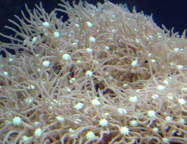 corals inverts - briareum sp. - starburst polyp stocking in 44 gallons tank - Purple Star Polyp Coral corals inverts - briareum sp. - starburst polyp stocking in 44 gallons tank - Purple Star Polyp Coral