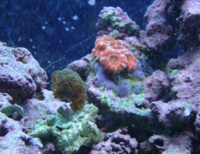corals inverts - acanthastrea lordhowensis - acan stocking in 30 gallons tank - pink acan and cats paw corals inverts - acanthastrea lordhowensis - acan stocking in 30 gallons tank - pink acan and cats paw