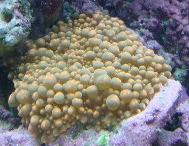 corals inverts - ricordea yuma - flower / ricordea mushroom, green stocking in 30 gallons tank - Ricordea corals inverts - ricordea yuma - flower / ricordea mushroom, green stocking in 30 gallons tank - Ricordea
