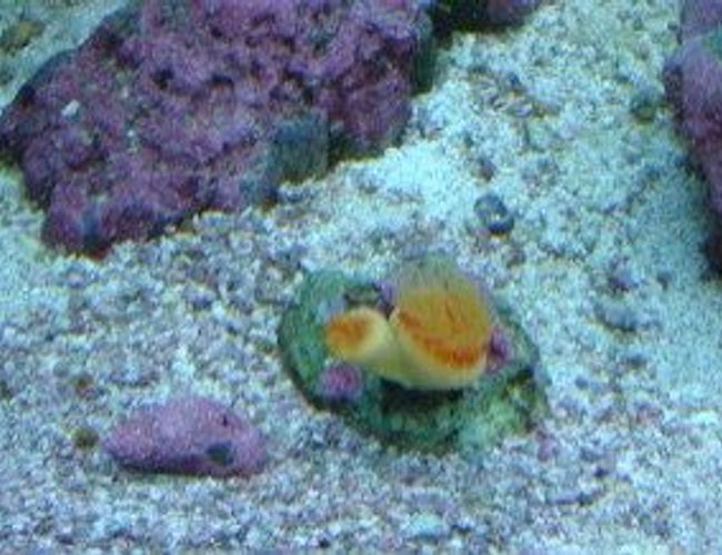 corals inverts - tubastraea sp. - sunflower coral stocking in 30 gallons tank - coral corals inverts - tubastraea sp. - sunflower coral stocking in 30 gallons tank - coral