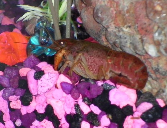 corals inverts - cherax sp. - sunburst fire lobster stocking in 29 gallons tank - My cray hanging out in the rocks. corals inverts - cherax sp. - sunburst fire lobster stocking in 29 gallons tank - My cray hanging out in the rocks.