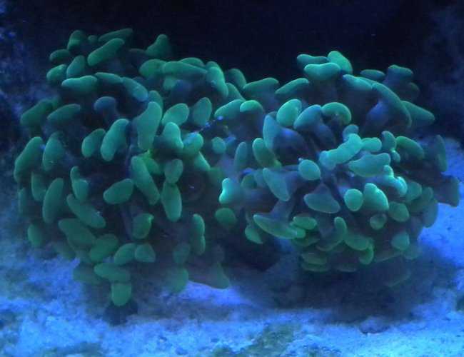 corals inverts - euphyllia paranchora - hammer / anchor coral, branching stocking in 75 gallons tank - branching hammer coral corals inverts - euphyllia paranchora - hammer / anchor coral, branching stocking in 75 gallons tank - branching hammer coral