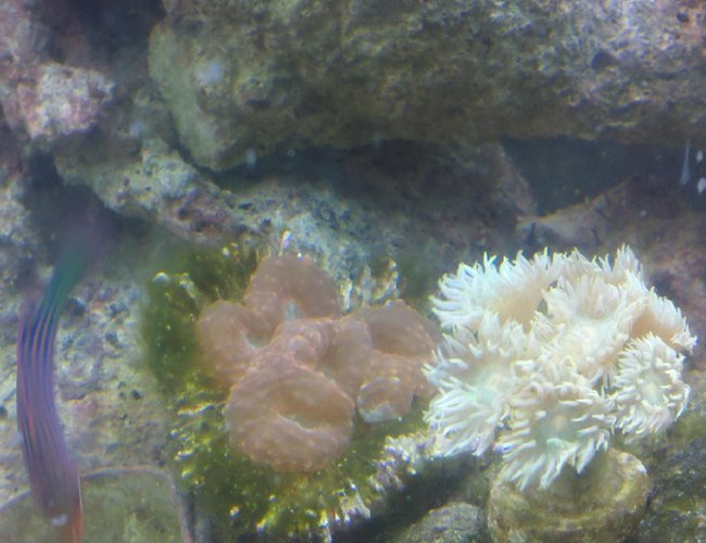 corals inverts - catalaphyllia jardinei - elegance coral stocking in 75 gallons tank - shot of my lobophyllia, elegance, six line wrasse in temp tank corals inverts - catalaphyllia jardinei - elegance coral stocking in 75 gallons tank - shot of my lobophyllia, elegance, six line wrasse in temp tank