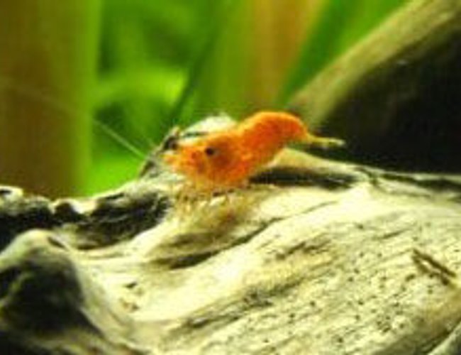 corals inverts - neocaridina denticulata sinensis - red cherry shrimp stocking in 20 gallons tank - Red cherry Shrimp corals inverts - neocaridina denticulata sinensis - red cherry shrimp stocking in 20 gallons tank - Red cherry Shrimp