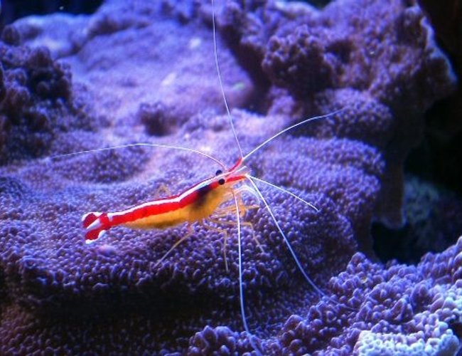 corals inverts - lysmata amboinensis - scarlet skunk cleaner shrimp stocking in 150 gallons tank - cleaner shrimp on montipora undata corals inverts - lysmata amboinensis - scarlet skunk cleaner shrimp stocking in 150 gallons tank - cleaner shrimp on montipora undata