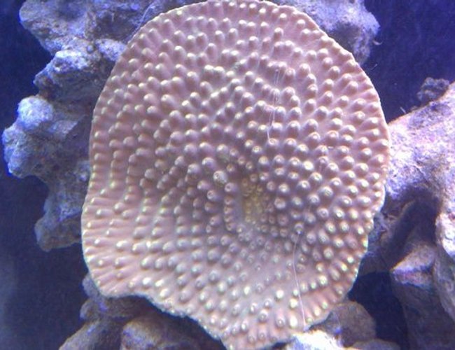 corals inverts - montipora verrucosa - montipora coral, dimpled encrusting stocking in 72 gallons tank - Yellow sps corals inverts - montipora verrucosa - montipora coral, dimpled encrusting stocking in 72 gallons tank - Yellow sps