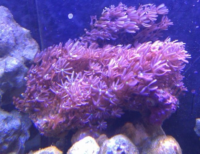 corals inverts - tubipora musica - pipe organ coral stocking in 72 gallons tank - Red Daisies corals inverts - tubipora musica - pipe organ coral stocking in 72 gallons tank - Red Daisies