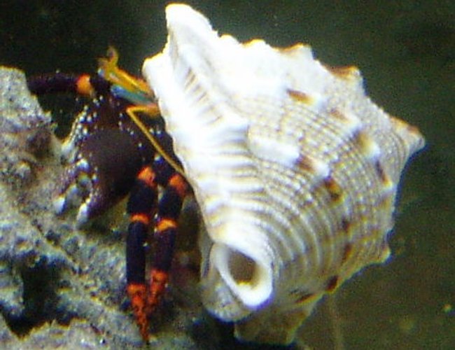 corals inverts - calcinus sp. - electric orange hermit crab stocking in 155 gallons tank - electric orange hermit crab corals inverts - calcinus sp. - electric orange hermit crab stocking in 155 gallons tank - electric orange hermit crab