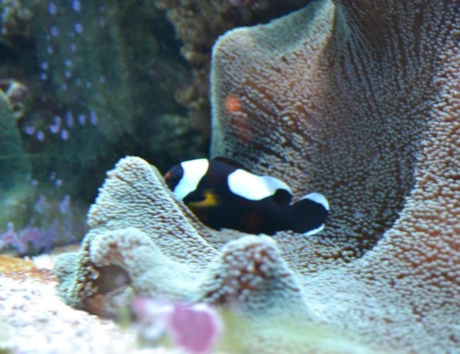 corals inverts - stichodactyla haddoni - haddon's carpet anemone, green stocking in 210 gallons tank - Black Saddleback Clown hosting green carpet anemone corals inverts - stichodactyla haddoni - haddon's carpet anemone, green stocking in 210 gallons tank - Black Saddleback Clown hosting green carpet anemone
