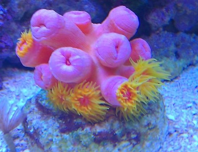 corals inverts - tubastrea faulkneri - orange sun coral stocking in 72 gallons tank - Pink Sun corals inverts - tubastrea faulkneri - orange sun coral stocking in 72 gallons tank - Pink Sun