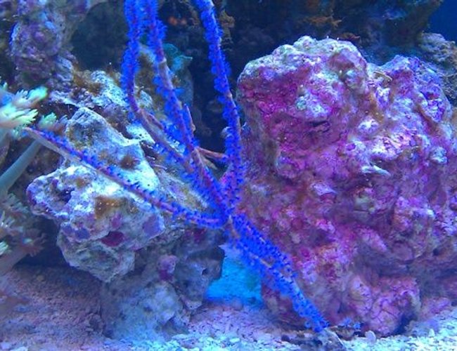 corals inverts - acanthogorgia sp. - blue sea fan stocking in 72 gallons tank - Uhhh, Blue Stick? corals inverts - acanthogorgia sp. - blue sea fan stocking in 72 gallons tank - Uhhh, Blue Stick?