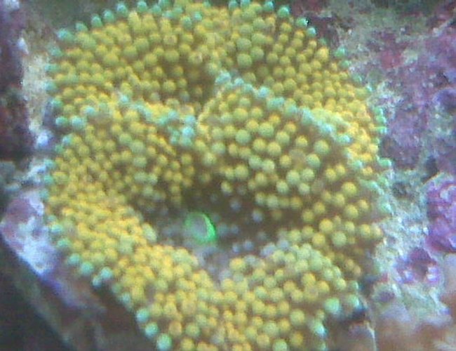 corals inverts - ricordea florida - ricordea mushroom stocking in 90 gallons tank - yellow soft coral corals inverts - ricordea florida - ricordea mushroom stocking in 90 gallons tank - yellow soft coral