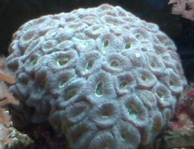 corals inverts - favia sp. - brain coral, pineapple stocking in 90 gallons tank - beautiful corals inverts - favia sp. - brain coral, pineapple stocking in 90 gallons tank - beautiful