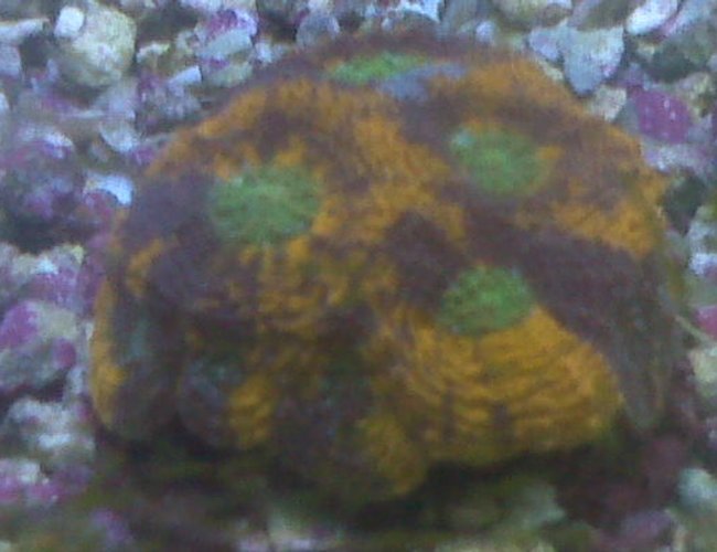 corals inverts - acanthastrea echinata - acan brain coral stocking in 90 gallons tank - colorful corals inverts - acanthastrea echinata - acan brain coral stocking in 90 gallons tank - colorful