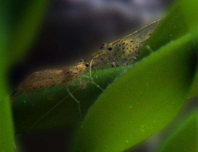 corals inverts - paleomonetes sp. - ghost shrimp stocking in 15 gallons tank - Ghost shrimp couple on some leaves. corals inverts - paleomonetes sp. - ghost shrimp stocking in 15 gallons tank - Ghost shrimp couple on some leaves.