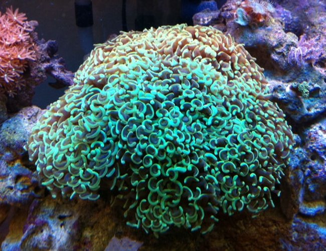 corals inverts - euphyllia ancora - hammer / anchor coral stocking in 56 gallons tank - The Hammer corals inverts - euphyllia ancora - hammer / anchor coral stocking in 56 gallons tank - The Hammer