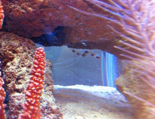 corals inverts - stenopus hispidus - banded coral shrimp stocking in 56 gallons tank - Coral-Banded Shrimp corals inverts - stenopus hispidus - banded coral shrimp stocking in 56 gallons tank - Coral-Banded Shrimp