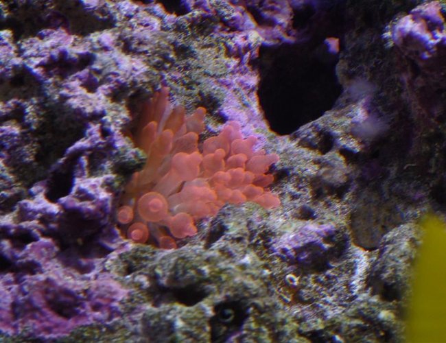 corals inverts - entacmaea quadricolor - rose bulb anemone stocking in 150 gallons tank - Bubble tip anemone corals inverts - entacmaea quadricolor - rose bulb anemone stocking in 150 gallons tank - Bubble tip anemone