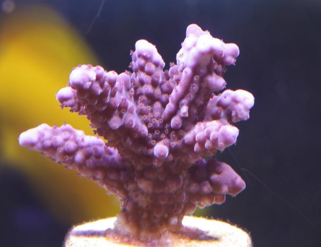 corals inverts - acropora cerealis - cerealis acropora coral stocking in 150 gallons tank - Purple Acropora corals inverts - acropora cerealis - cerealis acropora coral stocking in 150 gallons tank - Purple Acropora