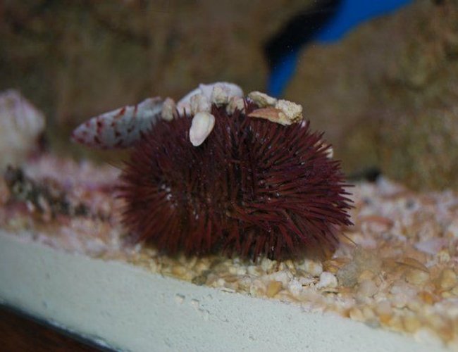 corals inverts - lytechinus variegatus - pincushion urchin stocking in 55 gallons tank - Sea Urchin whit a bunch of shells he collected. I got three of them right out of the Gulf. corals inverts - lytechinus variegatus - pincushion urchin stocking in 55 gallons tank - Sea Urchin whit a bunch of shells he collected. I got three of them right out of the Gulf.