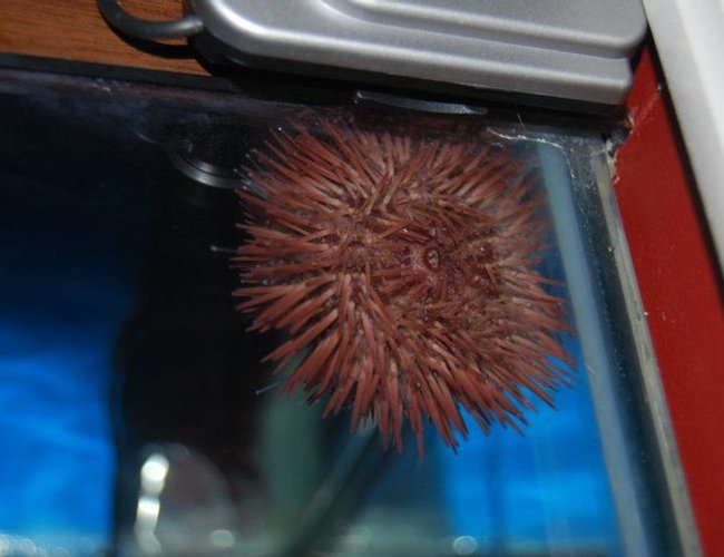 corals inverts - lytechinus variegatus - pincushion urchin stocking in 55 gallons tank - Sea urchin up on glass. corals inverts - lytechinus variegatus - pincushion urchin stocking in 55 gallons tank - Sea urchin up on glass.