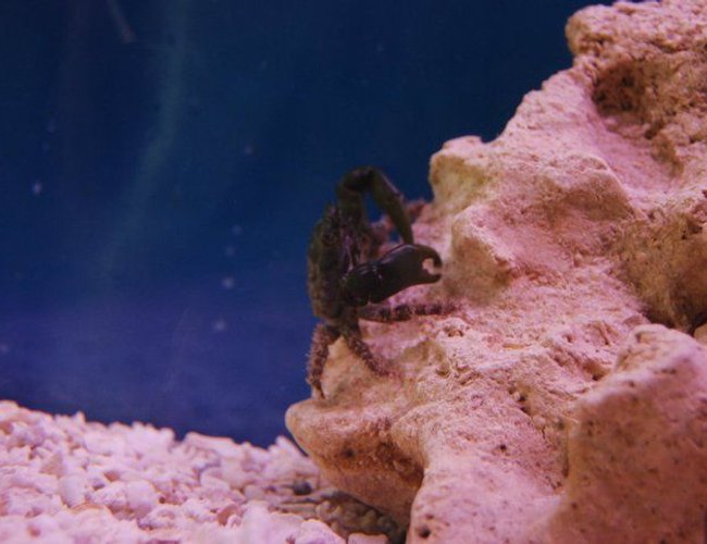 corals inverts - mithrax sculptus - emerald crab stocking in 55 gallons tank - Dark Green Emerald Crab corals inverts - mithrax sculptus - emerald crab stocking in 55 gallons tank - Dark Green Emerald Crab