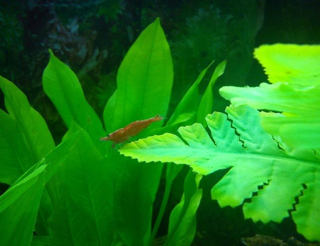 corals inverts - neocaridina denticulata sinensis - red cherry shrimp stocking in 40 gallons tank - Red Shrimp! corals inverts - neocaridina denticulata sinensis - red cherry shrimp stocking in 40 gallons tank - Red Shrimp!