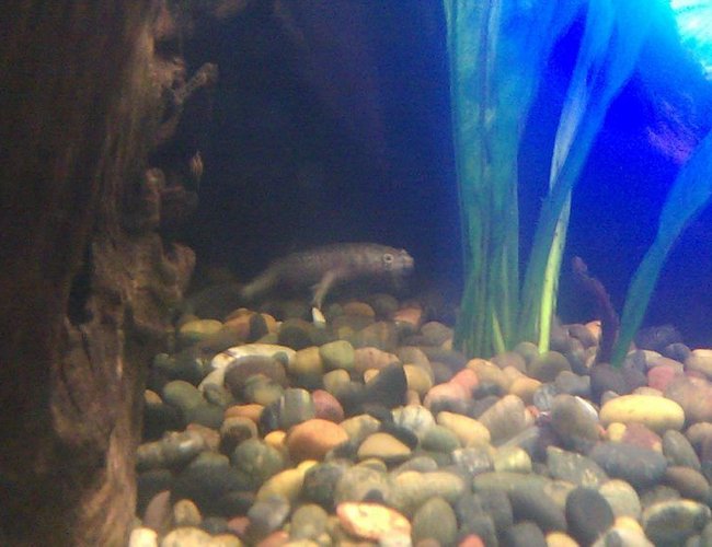 corals inverts - hymenochirus boettgeri - african dwarf frog stocking in 125 gallons tank - African Dwarf Frog corals inverts - hymenochirus boettgeri - african dwarf frog stocking in 125 gallons tank - African Dwarf Frog