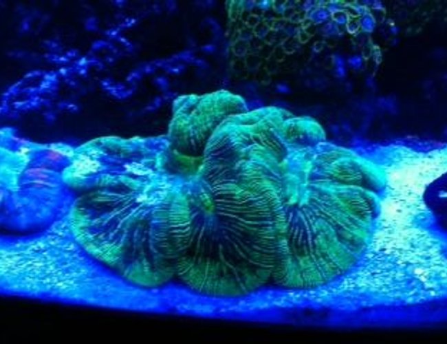 corals inverts - trachyphyllia radiata - wellso folded brain coral stocking in 72 gallons tank - THE BRAIN OF ALL BRAINS corals inverts - trachyphyllia radiata - wellso folded brain coral stocking in 72 gallons tank - THE BRAIN OF ALL BRAINS