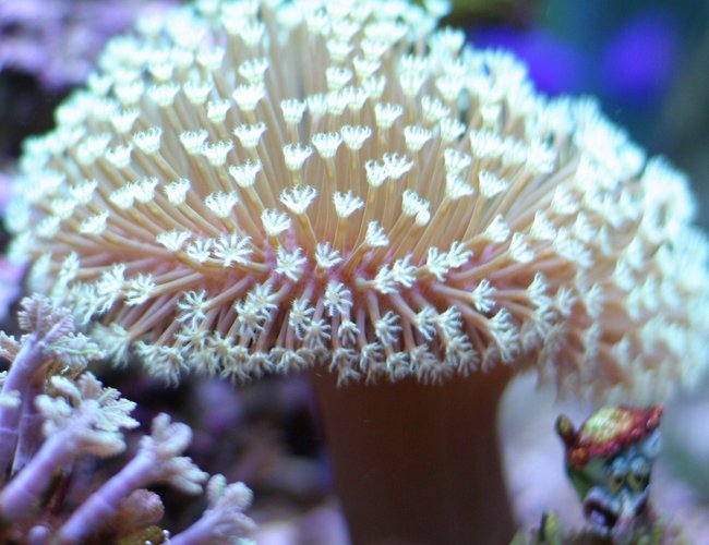 corals inverts - asterospicularia sp. - asterospicularia coral stocking in 29 gallons tank - Squidward is digging sharing his new condo, Chateau Relaxoe. With Nemo, Dori, and Crush. corals inverts - asterospicularia sp. - asterospicularia coral stocking in 29 gallons tank - Squidward is digging sharing his new condo, Chateau Relaxoe. With Nemo, Dori, and Crush.