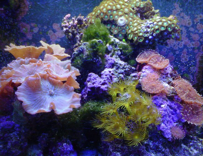 corals inverts - rhodactis indosinensis - hairy mushroom stocking in 30 gallons tank - Nano Reef tank with soft coral corals inverts - rhodactis indosinensis - hairy mushroom stocking in 30 gallons tank - Nano Reef tank with soft coral