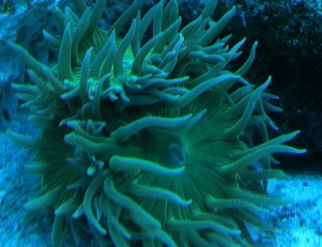 corals inverts - duncanopsammia axifuga - giant green polyp duncan stocking in 90 gallons tank - Green Duncans corals inverts - duncanopsammia axifuga - giant green polyp duncan stocking in 90 gallons tank - Green Duncans