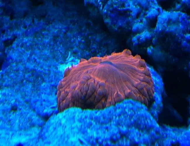 corals inverts - blastomussa wellsi - australian big polyp blastomussa stocking in 90 gallons tank - Red Blasto corals inverts - blastomussa wellsi - australian big polyp blastomussa stocking in 90 gallons tank - Red Blasto