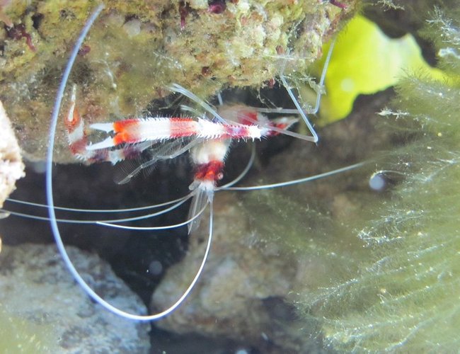 corals inverts - stenopus hispidus - banded coral shrimp stocking in 125 gallons tank - Coral banded shrimp corals inverts - stenopus hispidus - banded coral shrimp stocking in 125 gallons tank - Coral banded shrimp
